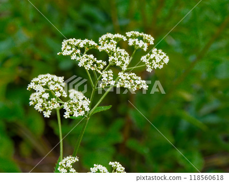 Otokoecidae 的白色花朵 Otokoecidae 的白色花朵 118560618