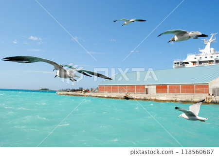 風中的海鷗 風中的海鷗 118560687