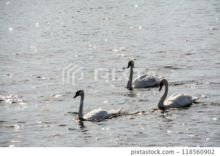 天鵝在南威爾斯郊區波光粼粼的水面上游泳 118560902