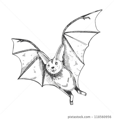 Halloween illustration. Bat hand drawn with black liner and transferred to vector, isolated on white background. Suitable for printing on cards, Halloween invitations, design and scrapbooking. 118560956