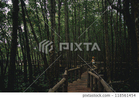 Woman in Yellow hat exploring the mangrove forest park, Thailand. Woman in Yellow hat exploring the mangrove forest park, Thailand. 118561454