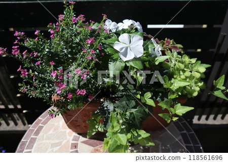 Madagascar Periwinkle and Cuphea Plantation 118561696