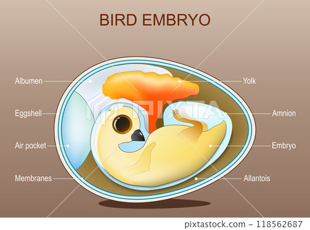 Chicken embryo anatomy. Structure of bird egg 118562687