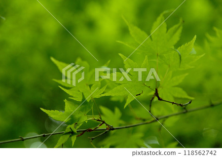 新鮮的綠色季節 118562742