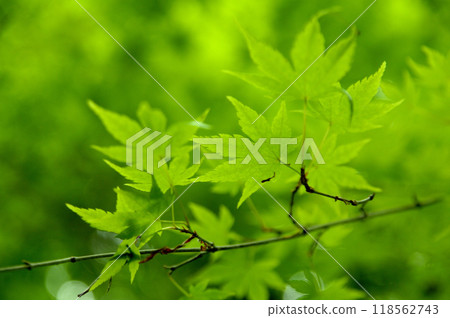 Fresh green season Fresh green season 118562743