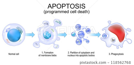 Apoptosis. Programmed cell death. Apoptosis. Programmed cell death. 118562768