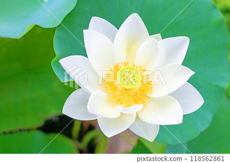 Flowers around the house, various seasonal plants, early summer, beautiful large white lotus flowers in bloom Flowers around the house, various seasonal plants, early summer, beautiful large white lotus flowers in bloom 118562861