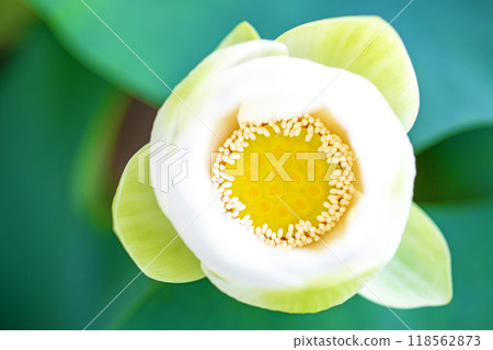 房子周圍鮮花盛開 — 各個季節 — 初夏 — 美麗的大白蓮花盛開 房子周圍鮮花盛開 — 各個季節 — 初夏 — 美麗的大白蓮花盛開 118562873