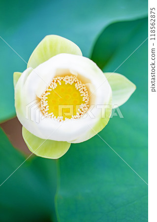 房子周圍鮮花盛開 — 各個季節 — 初夏 — 美麗的大白蓮花盛開 118562875