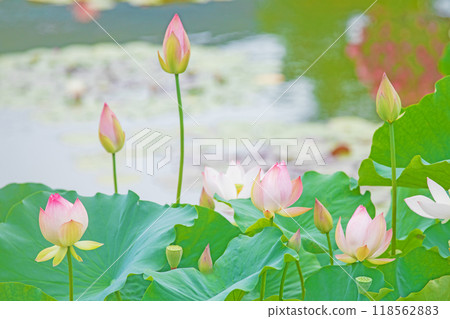 Flowers around the house, various in all seasons, early summer, beautiful large pink flowers, lotus flowers are beginning to bloom Flowers around the house, various in all seasons, early summer, beautiful large pink flowers, lotus flowers are beginning to bloom 118562883