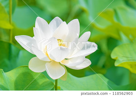 房子周圍鮮花盛開 — 各個季節 — 初夏 — 美麗的大白蓮花盛開 118562903