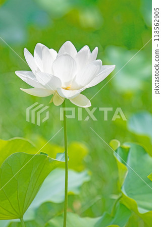 房子周圍鮮花盛開 — 各個季節 — 初夏 — 美麗的大白蓮花盛開 118562905