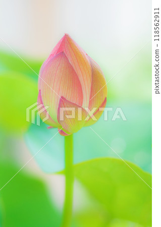 Flowers around the house, various in all seasons, early summer, beautiful large pink flowers, lotus flowers are beginning to bloom Flowers around the house, various in all seasons, early summer, beautiful large pink flowers, lotus flowers are beginning to bloom 118562911