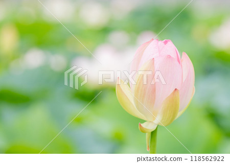 房子周圍鮮花盛開 - 各個季節 - 初夏，美麗的大粉紅色花朵 - 蓮花開始綻放。 118562922