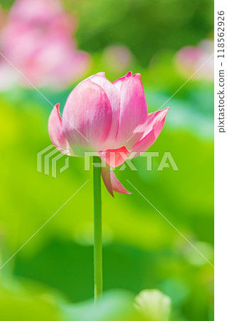 Flowers around the house, various in all seasons, early summer, beautiful large pink flowers, lotus flowers are beginning to bloom Flowers around the house, various in all seasons, early summer, beautiful large pink flowers, lotus flowers are beginning to bloom 118562926