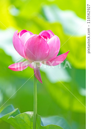 Flowers around the house, various in all seasons, early summer, beautiful large pink flowers, lotus flowers are beginning to bloom Flowers around the house, various in all seasons, early summer, beautiful large pink flowers, lotus flowers are beginning to bloom 118562927