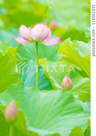 房子周圍鮮花盛開 - 各個季節 - 初夏,美麗的大粉紅色花朵 - 蓮花開始綻放。 房子周圍鮮花盛開 - 各個季節 - 初夏,美麗的大粉紅色花朵 - 蓮花開始綻放。 118562935
