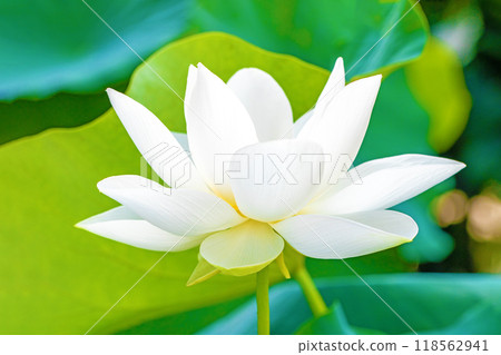 Flowers around the house, various seasonal plants, early summer, beautiful large white lotus flowers in bloom Flowers around the house, various seasonal plants, early summer, beautiful large white lotus flowers in bloom 118562941