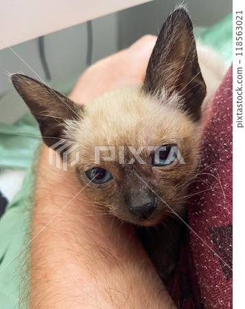 Siamese kitten with blue eyes at home. Pet and purebred cat concept 118563021
