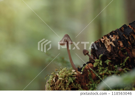 Two small gray inedible mushrooms on a stump in the summer forest Two small gray inedible mushrooms on a stump in the summer forest 118563046