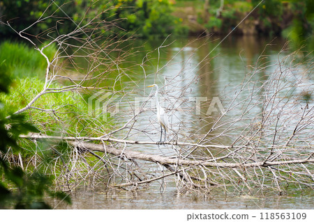 White egret bird. Wetland wading birds. 118563109