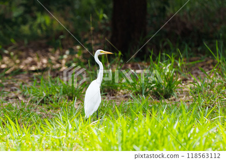 Egret bird. Wetland wading birds. 118563112
