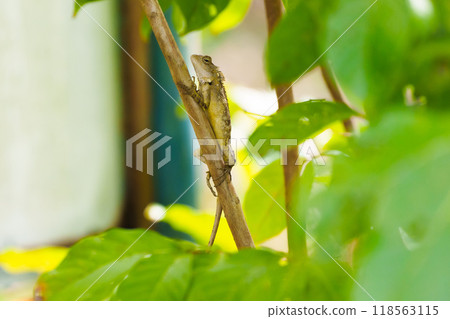 Lizard in tropical forest. Lizard in tropical forest. 118563115