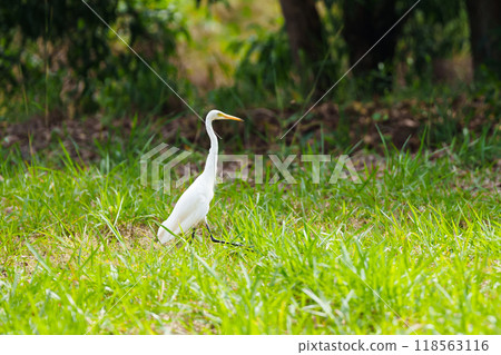 Egret bird. Wetland wading birds. Egret bird. Wetland wading birds. 118563116