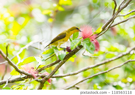 Garden sunbird on pink flower. Bird on tree Garden sunbird on pink flower. Bird on tree 118563118