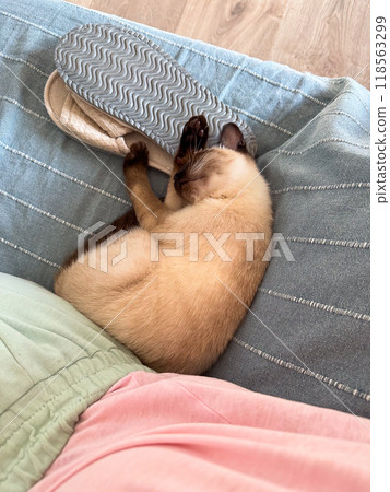A small Siamese kitten sleeps in knitted balls of skeins of threads on a blue plaid. High quality photo A small Siamese kitten sleeps in knitted balls of skeins of threads on a blue plaid. High quality photo 118563299