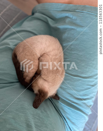 A small Siamese kitten sleeps in knitted balls of skeins of threads on a blue plaid. High quality photo A small Siamese kitten sleeps in knitted balls of skeins of threads on a blue plaid. High quality photo 118563301