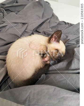 A small Siamese kitten sleeps in knitted balls of skeins of threads on a blue plaid. High quality photo A small Siamese kitten sleeps in knitted balls of skeins of threads on a blue plaid. High quality photo 118563305