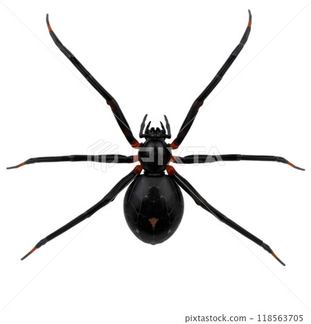 Black widow spider on a plain background displaying its distinctive features Black widow spider on a plain background displaying its distinctive features 118563705