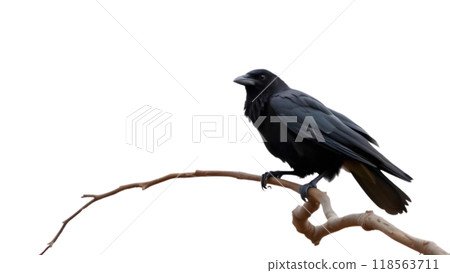 A crow perched on a bare branch against a bright white background 118563711