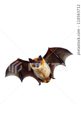 A close-up view of a bat flying against a plain white background 118563712