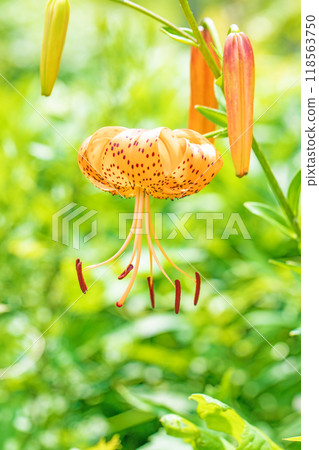 房子周圍鮮花盛開 - 各個季節 - 初夏的甦醒 - 橙色虎百合花在樹蔭下綻放 房子周圍鮮花盛開 - 各個季節 - 初夏的甦醒 - 橙色虎百合花在樹蔭下綻放 118563750