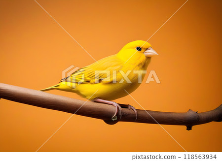 Yellow canary bird perched in softbox 118563934
