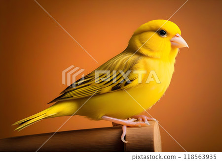 Yellow canary bird perched in softbox 118563935
