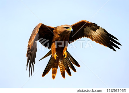 Birds of prey Black kite (Milvus migrans) flying isolated on a white background. 118563965