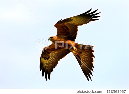 Birds of prey Black kite (Milvus migrans) flying isolated on a white background. 118563967
