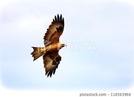 Birds of prey Black kite (Milvus migrans) flying isolated on a white background. 118563968