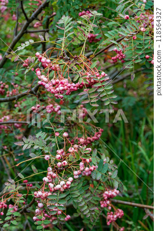 The city of Edinburgh in scotland 118564327