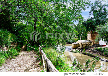 forest, garden, tree 118564470