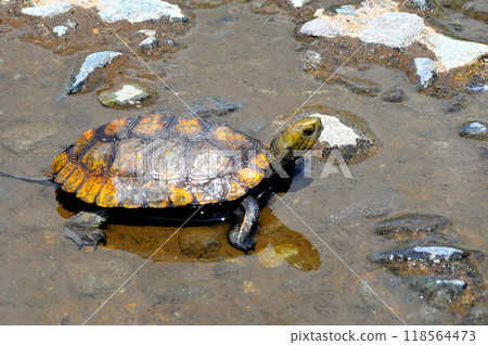 Wild stone turtle walking on the riverbank embankment Wild stone turtle walking on the riverbank embankment 118564473