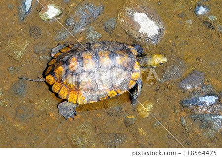 Wild stone turtle walking on the riverbank embankment Wild stone turtle walking on the riverbank embankment 118564475