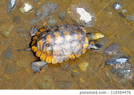 Wild stone turtle walking on the riverbank embankment 118564476