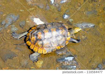 Wild stone turtle walking on the riverbank embankment Wild stone turtle walking on the riverbank embankment 118564477