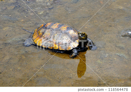 Wild stone turtle walking on the riverbank embankment Wild stone turtle walking on the riverbank embankment 118564478