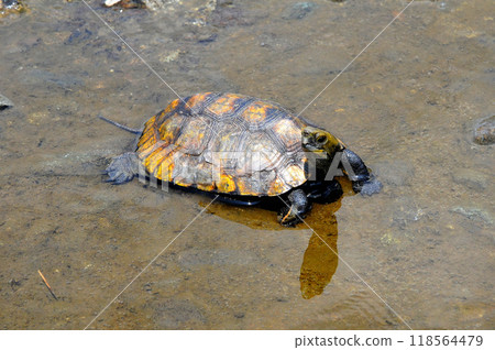Wild stone turtle walking on the riverbank embankment Wild stone turtle walking on the riverbank embankment 118564479