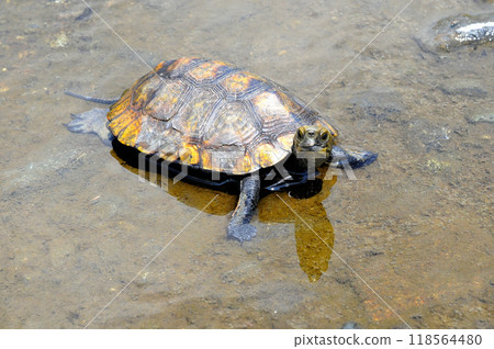 Wild stone turtle walking on the riverbank embankment Wild stone turtle walking on the riverbank embankment 118564480